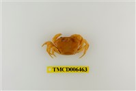 藏品(大里澤蟹)的圖片